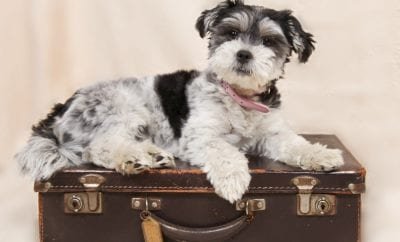 Emmener son animal en Corse pour les vacances